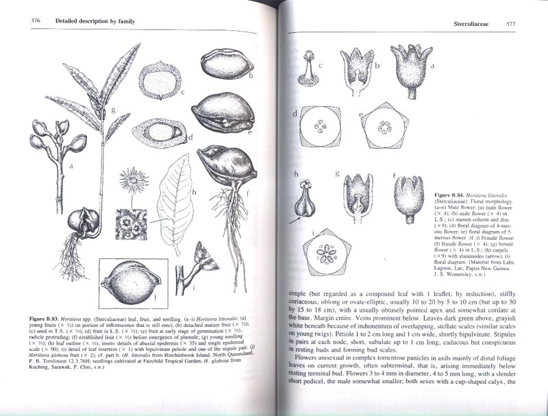 The Botany of Mangroves - Reprint - aus dem Buch